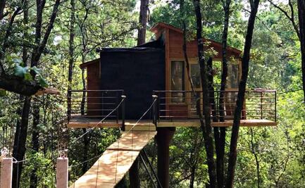 Instagram live | Casas del árbol en un bosque de Hidalgo