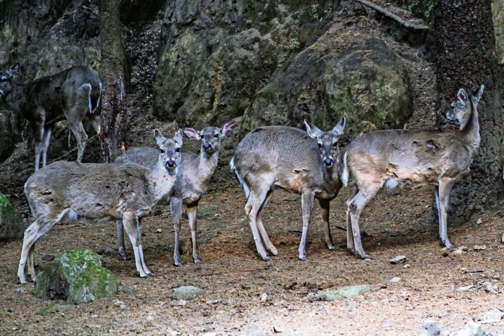 El venadario de Cuajimalpa opera desde 1997, entonces tenían a los animales en un área confinada de 800 metros cuadrados; ahora se pasó a 11 mil 200 metros cuadrados, detallan autoridades.