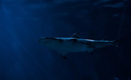 Ataque de tiburón en Florida deja a un menor hospitalizado con heridas graves