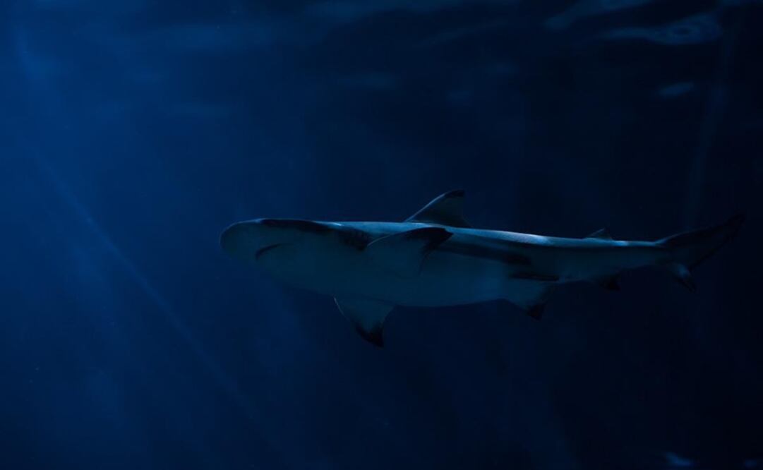 Foto: Ilustrativa. Pixabay