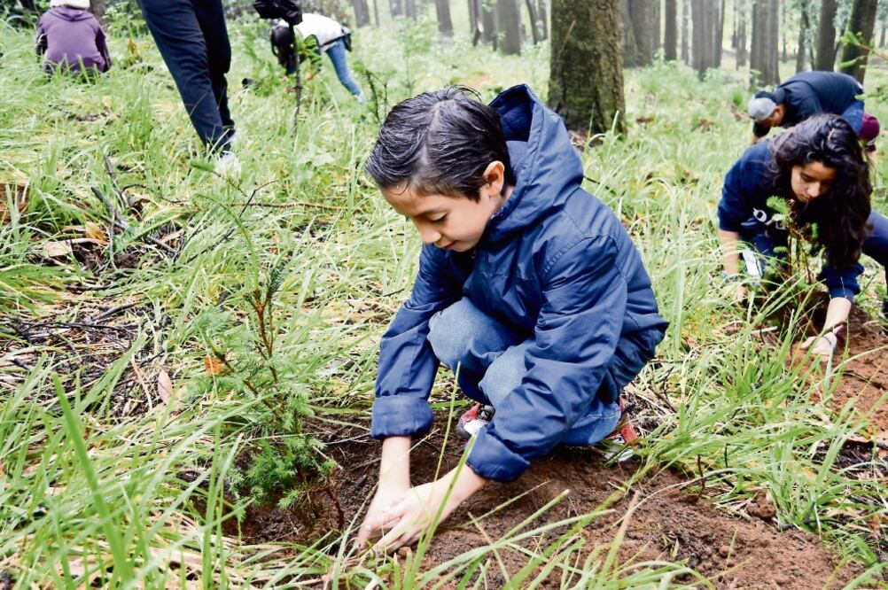En el paraje Los Pericos del Bosque Los Dinamos se plantaron mil 500 árboles de Oyamel (Archivo)