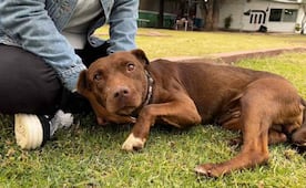 Metro CDMX invita a adoptar perritos rescatados; Centro de Transferencia Canina celebra 9 años de labor