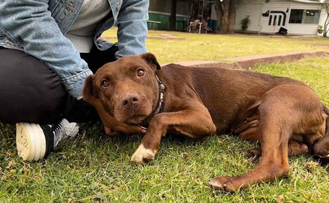 Metro CDMX invita a adoptar perritos rescatados. Foto: Especial