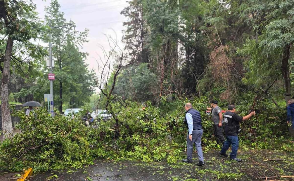 Lluvia y granizo provocan caída de árbol y afectaciones viales; movilidad resulta afectada en diversas zonas.
Foto: Juan Carlos Williams.