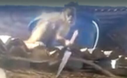 EL FOCO: Mono ebrio amenaza con cuchillo