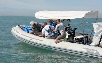 La vaquita marina, ejemplo de "defaunación" y crisis de la biodiversidad