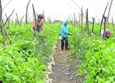 EU elimina restricciones a importaciones de tomate tras cuatro años y México lo celebra