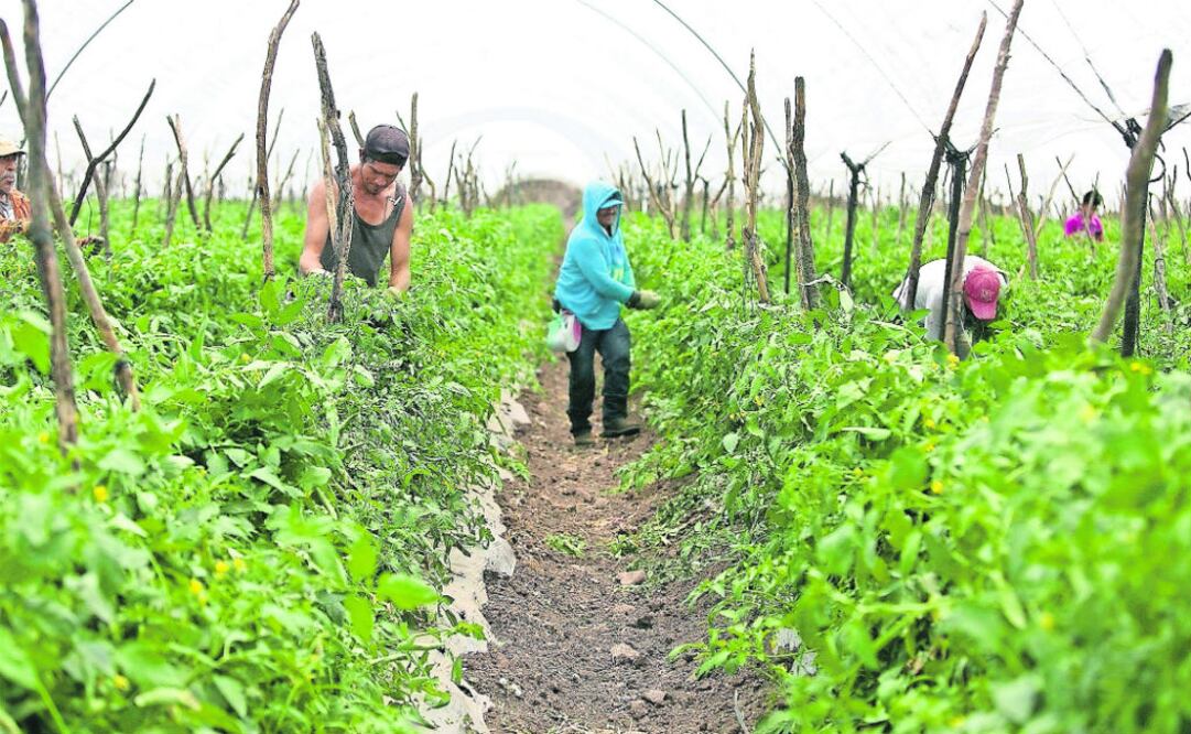 Los productores mexicanos que exporten tomate al territorio estadounidense a partir de este 17 de junio no deben incluir un certificado de inspección en sus embarques. Foto: Archivo/EL UNIVERSAL