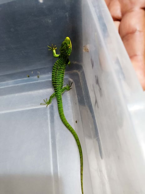 Rescatan 13 dragones mexicanos ocultos en paquete con destino a Hong Kong. Foto: Profepa