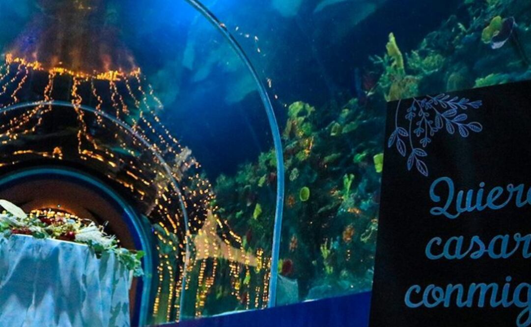 El Acuario Michin traerá las cenas románticas a la CDMX. Imagen: Instagram acuariomichin.ciudaddemexico