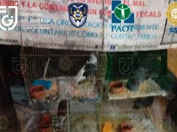 Fiscalía rescata a 24 perros y 29 palomas de albergue en la Benito Juarez; es detenida encargada del lugar