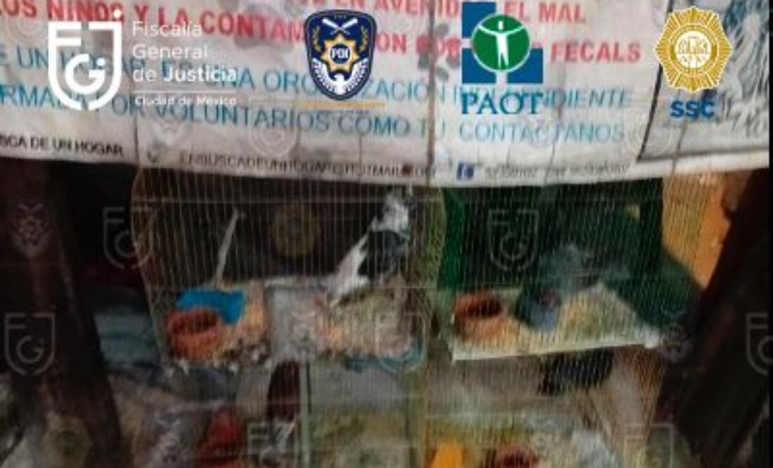 Animales rescatados de refugio en la Benito Juárez. Foto: Especial