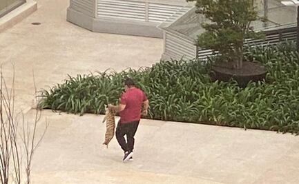 En menos de 15 días, suman dos reportes de tigres en Polanco