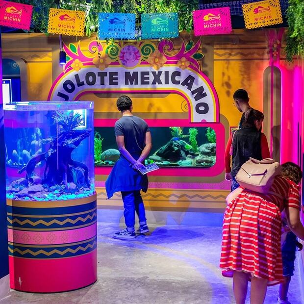 Foto: Acuario Michín