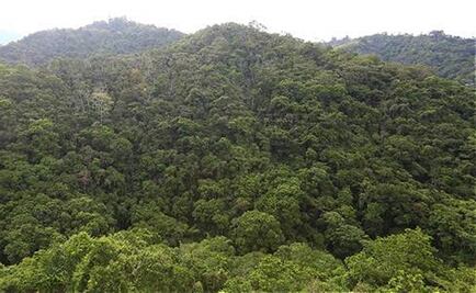 La Tierra tiene 9% más de árboles de lo estimado