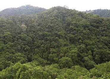 La Tierra tiene 9% más de árboles de lo estimado