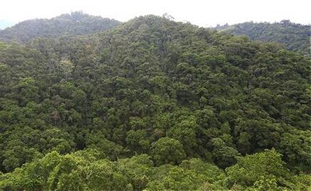 La Tierra tiene 9% más de árboles de lo estimado