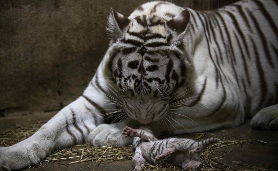 Una hembra adulta de tigre de bengala dio a luz a tres crías en el Zoológico Nacional de Nicaragua. Foto: EFE