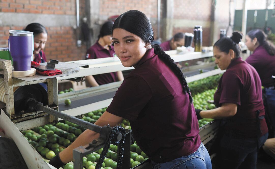 Trabajadores del limón en Parácuaro, Michoacán, han vivido en los últimos meses la violencia de la delincuencia organizada, por lo que productores pidieron la ayuda de las Fuerzas Armadas. Foto: Diego Simón Sánchez | El Universal