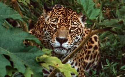 Greenpeace rechaza manejo de fauna del Tren Maya; “prioriza intereses económicos sobre equilibrio ecológico”, señala