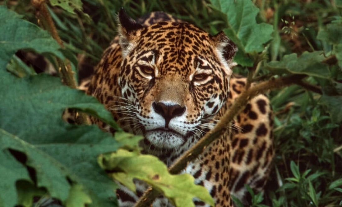 Greenpeace señaló que dichas acciones reflejan una alarmante falta de planeación ambiental. Foto: X @greenpeacemx