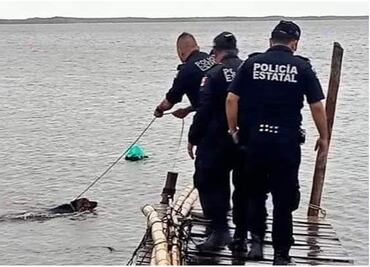Rescatan a perrito amarrado a un muelle de Yucatán; estuvo a punto de ahogarse tras paso del huracán Milton
