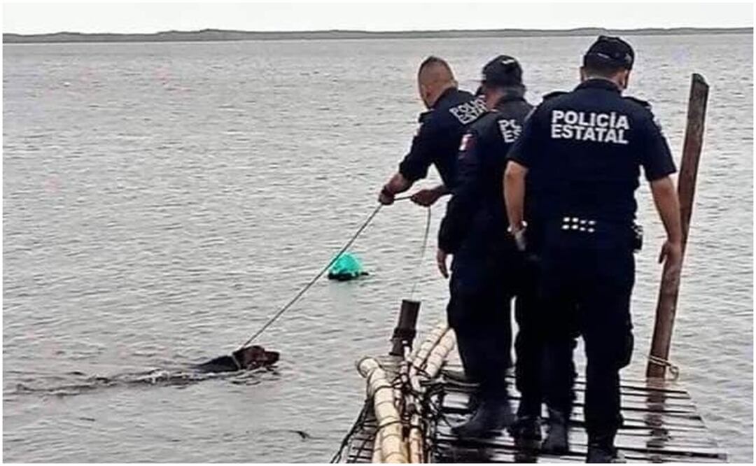 Un perrito estuvo a punto de ahogarse en Río Lagartos, Yucatán, luego de que alguien lo amarrara al muelle; fue rescatado por elementos de seguridad (08/10/2024). Foto: Especial