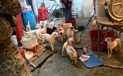 Rescatan a 42 perros en condiciones de abandono en el sur de Veracruz; Fiscalía busca a los responsables  