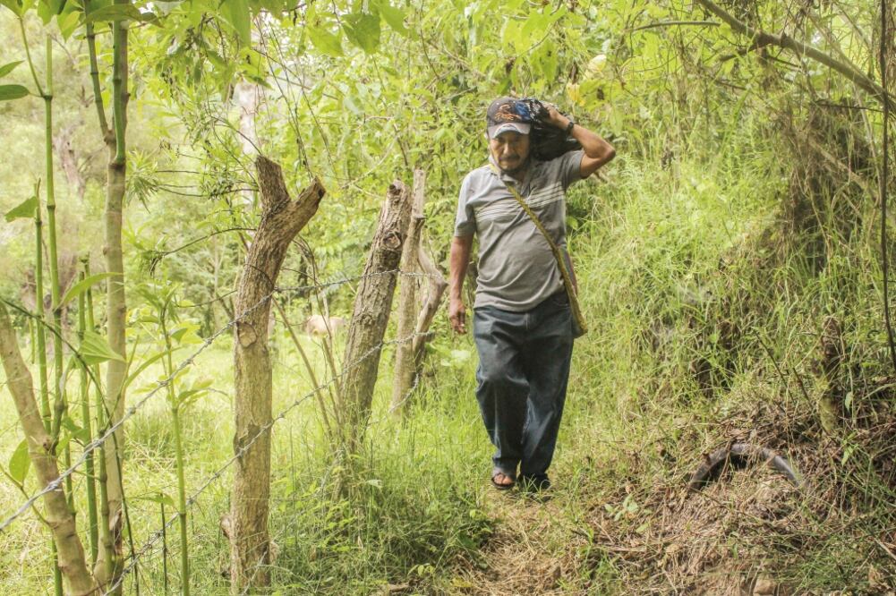 Pablo García, hablante kaqchikel, sale de su casa todas las tardes a ver su siembra. Recorre no más de un kilómetro desde su casa para llegar a su milpa (GERMÁN GARCÍA. EL UNIVERSAL)