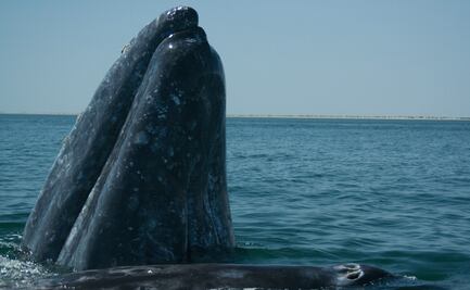 ¡Llegó la ballena gris a México! Estos son los lugares donde puedes verla