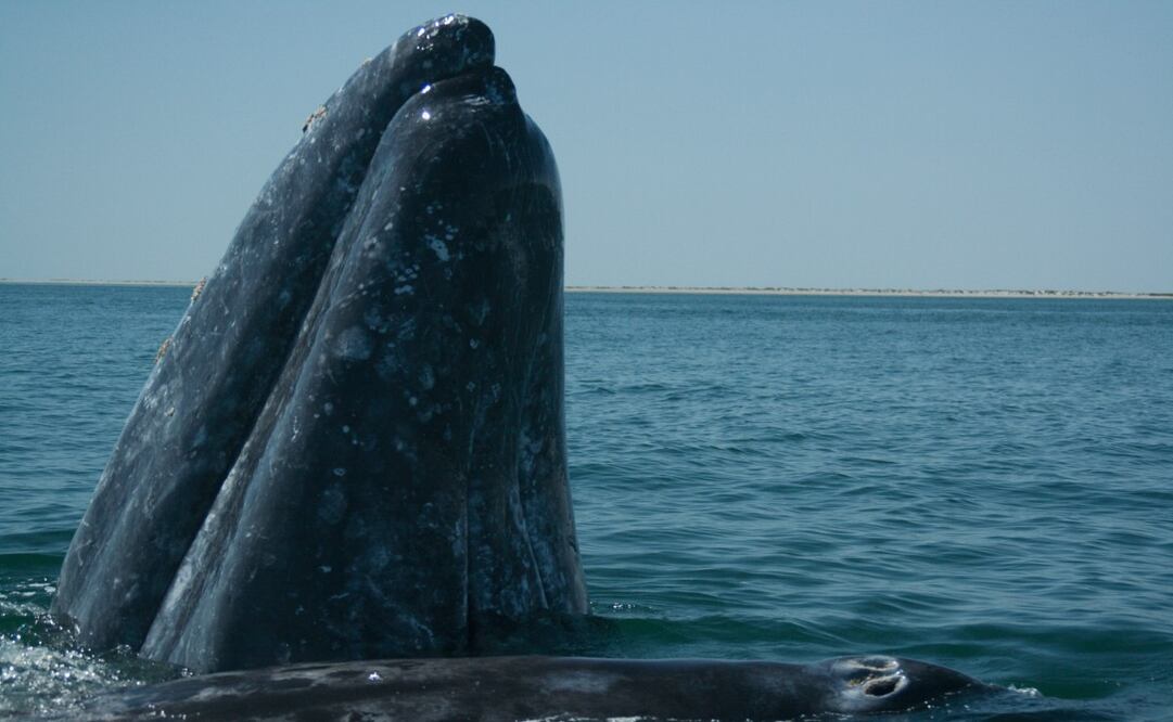 La ballena gris comienza a llegar desde diciembre y la temporada de avistamiento se extiende hasta marzo. Foto: Wikimedia Commons. José Eugenio Gómez Rodríguez