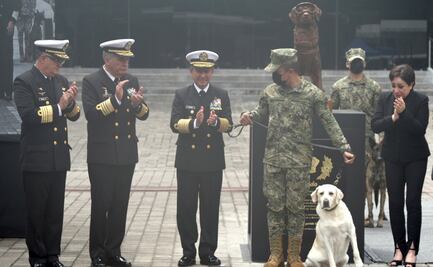 Los logros y los memes de la perrita Frida, un fenómeno en la memoria mexicana