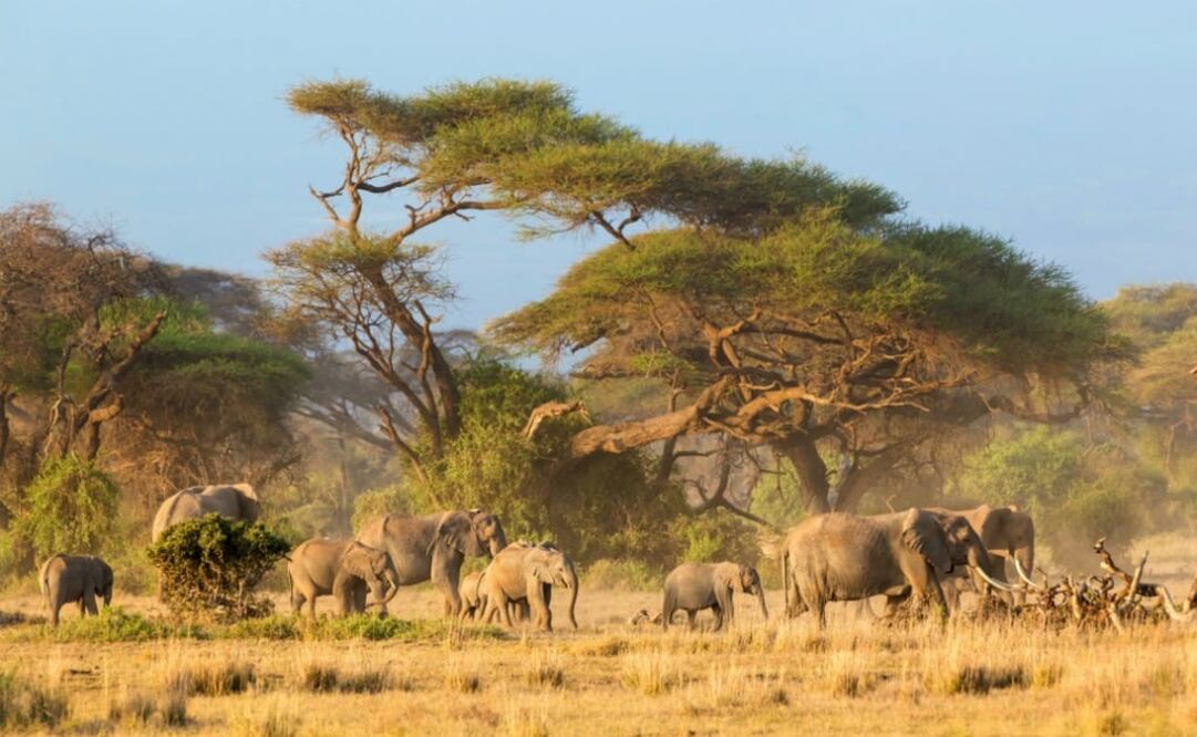 Un safari es una experiencia inolvidable. (Foto: iStock)