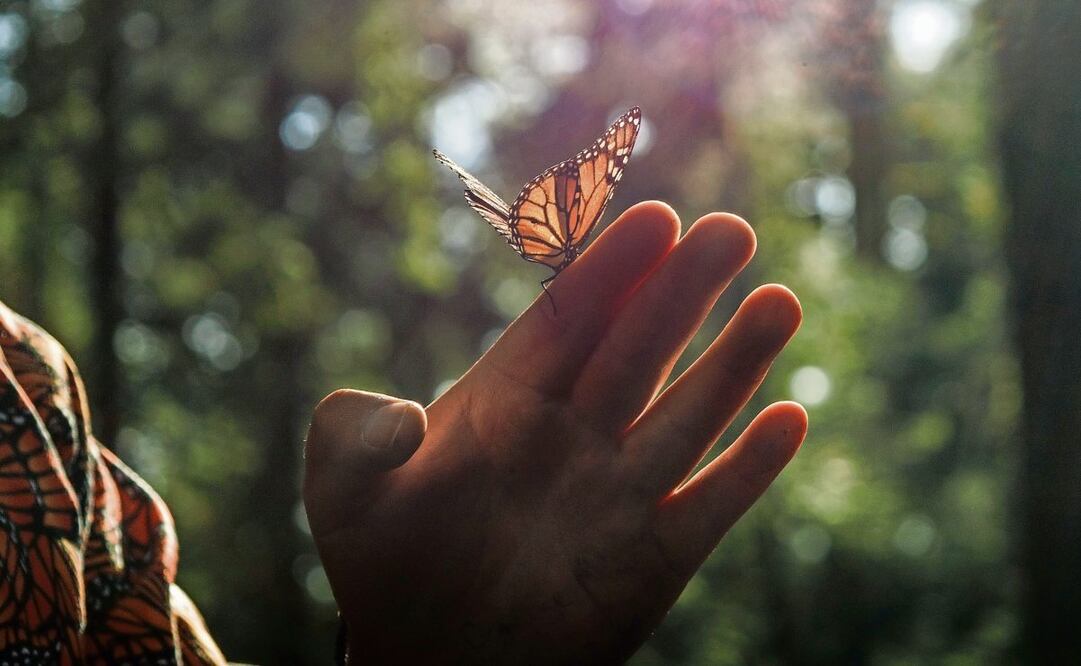En México, las mariposas son símbolos de transformación y libertad. (21/02/2025) Foto: Yaretzy Osnaya | El Universal