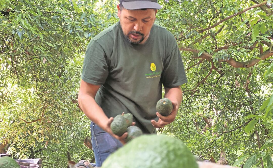 Por su exportación, el aguacate genera divisas al país de más de 2 mil 750 millones de dólares cada temporada. Foto: Archivo/ EL UNIVERSAL