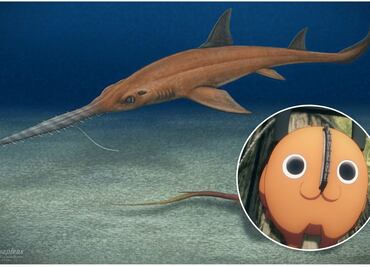 Investigadores nombran fósil de tiburón en honor al anime "Chainsaw Man"
