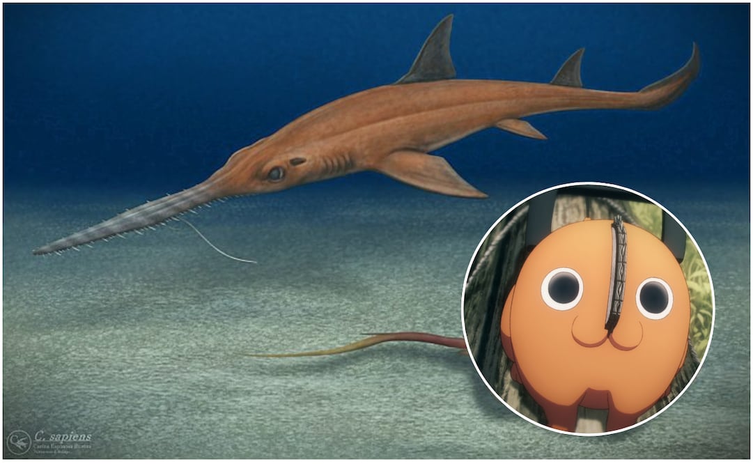 Un grupo de científicos chilenos descubrió una nueva especie de tiburón sierra, fue nombrada en honor a Pochita. Foto: Instagram @carlost_sapiens