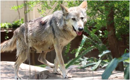 Trasladan a "Garita", loba gris mexicana, de Tamaulipas a CDMX; es considerada con la mejor genética de su especie en el país