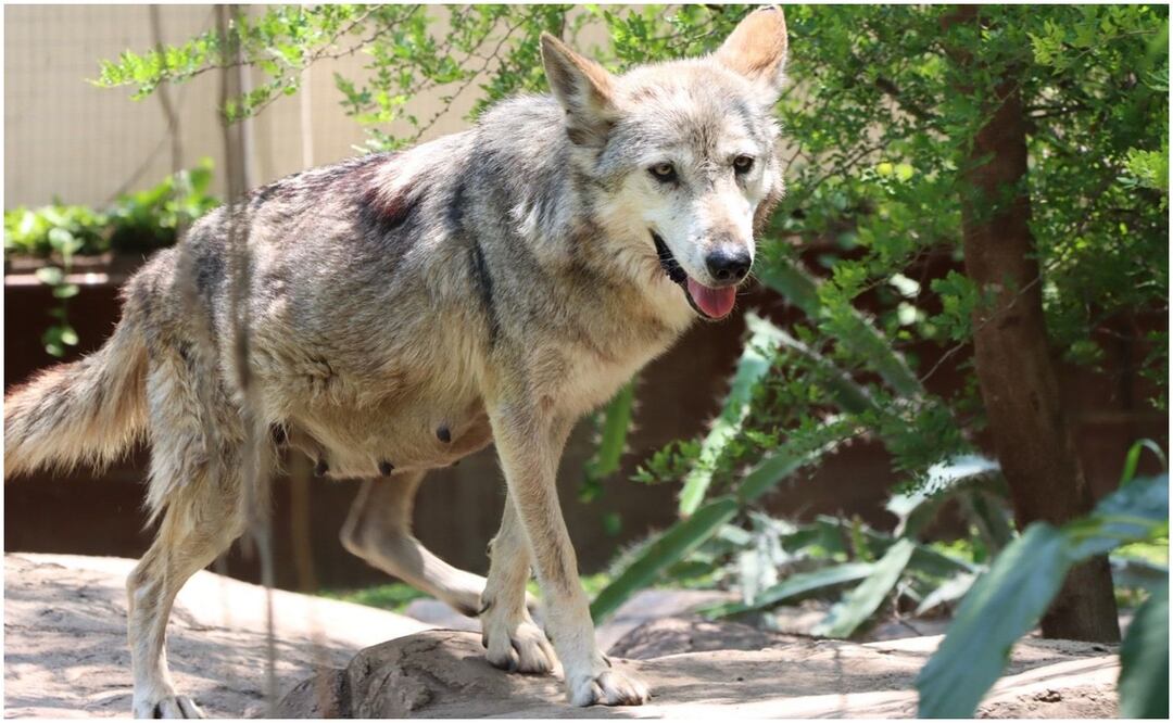 "Garita", es llamada la loba gris mexicana que nació en el Zoológico Tamatán de Ciudad Victoria, Tamaulipas y será trasladada a la CDMX para su conservación (9/01/2025). Foto: Especial