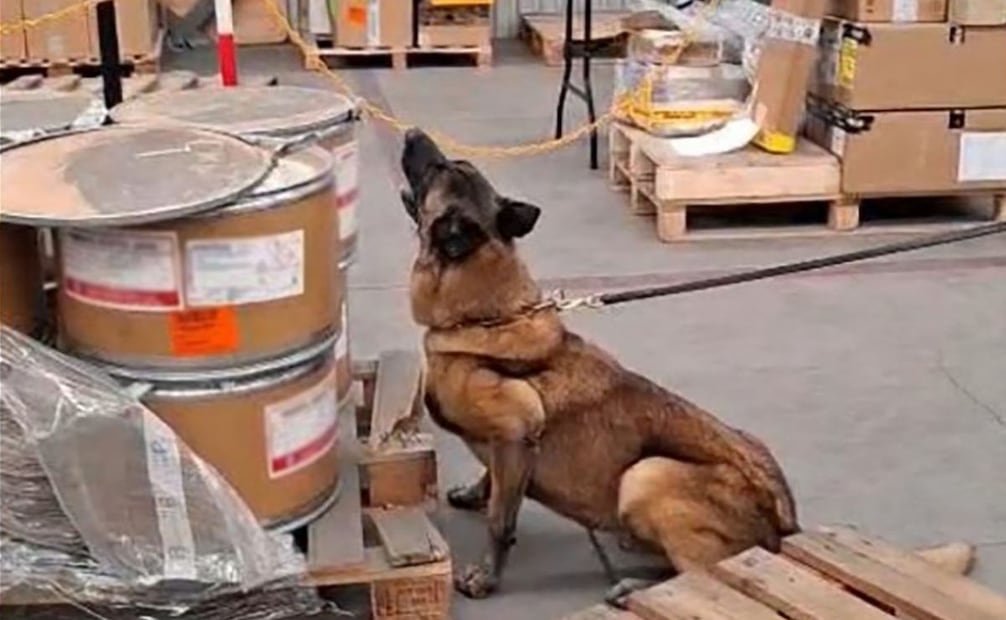 Max IV, binomio canino del AICM, realiza dos aseguramientos en un mismo día. Foto: Especial