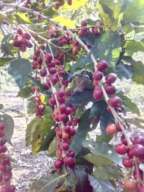 La tradición del café de Veracruz