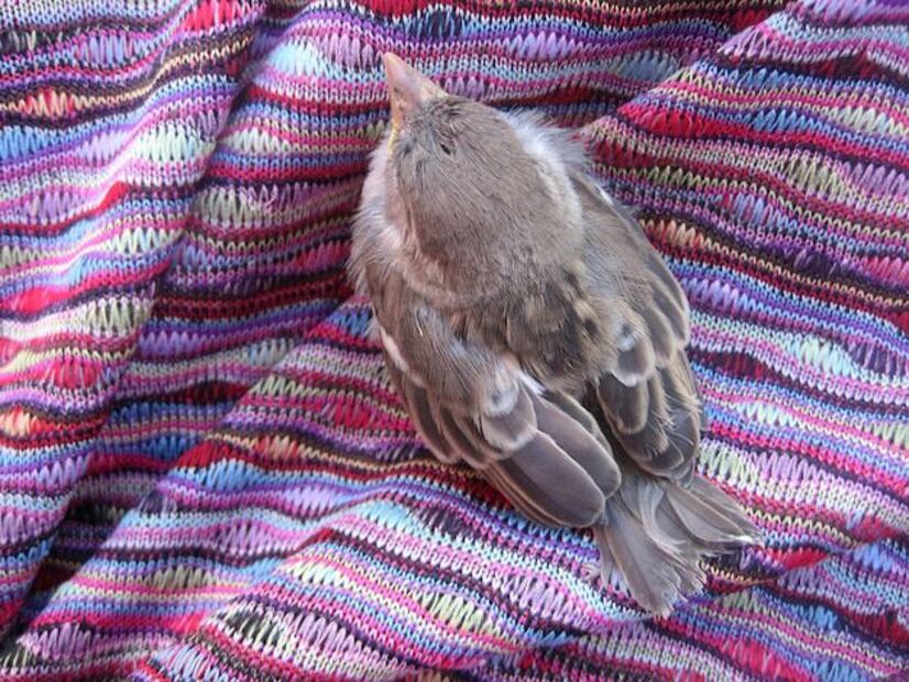 El sueño de las aves es un ejemplo asombroso de cómo los animales se adaptan a su entorno. Fuente: Freepik.