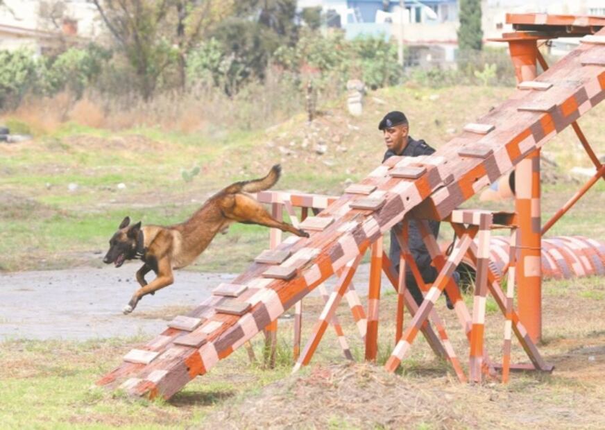 Perros policías, arma contra drogas y explosivos en CDMX