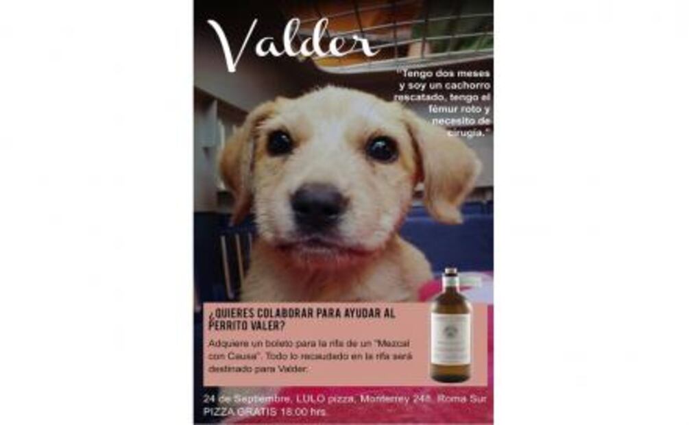 Convierten a perritos de la calle en estrellas caninas