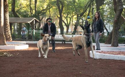 Alcaldía Cuauhtémoc hará consultas públicas para definir áreas caninas