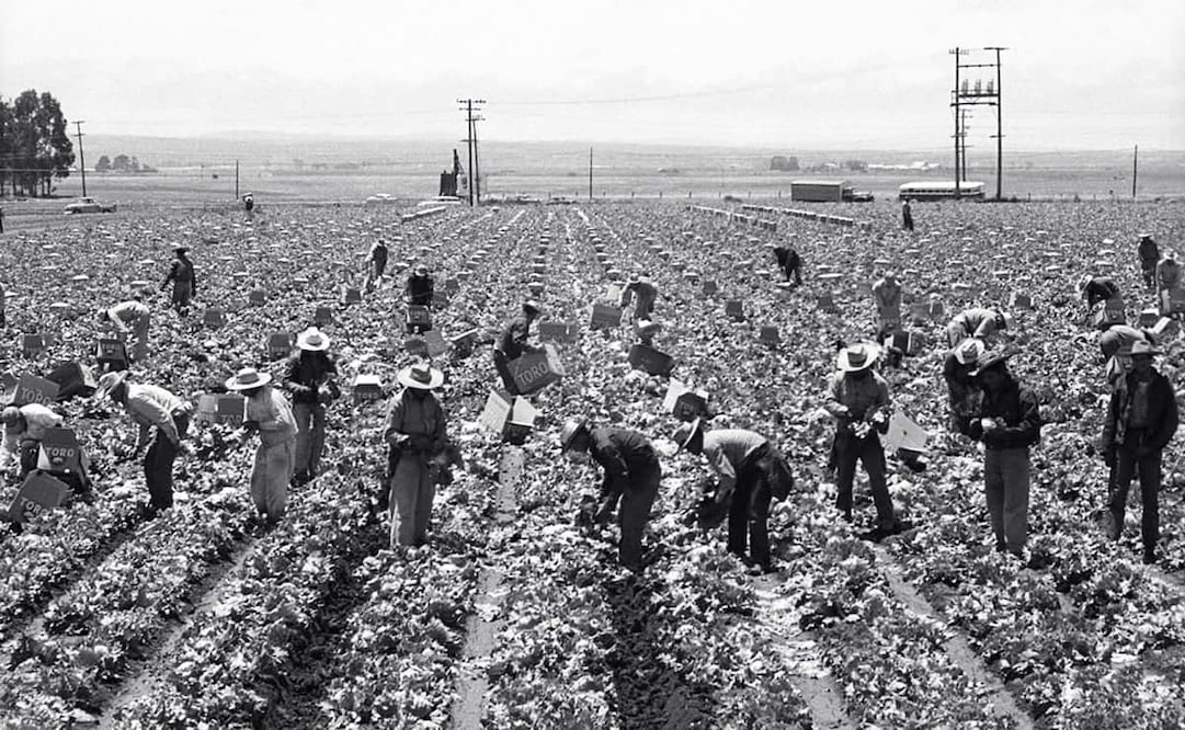 Trabajadores mexicanos en cultivos estadounidenses, años 50. La Operación Espaldas Mojadas inició en junio de 1954, primero en Arizona y California, luego en otras áreas sureñas. Foto: Leonard Nadel/National Museum of American History/ESPECIAL