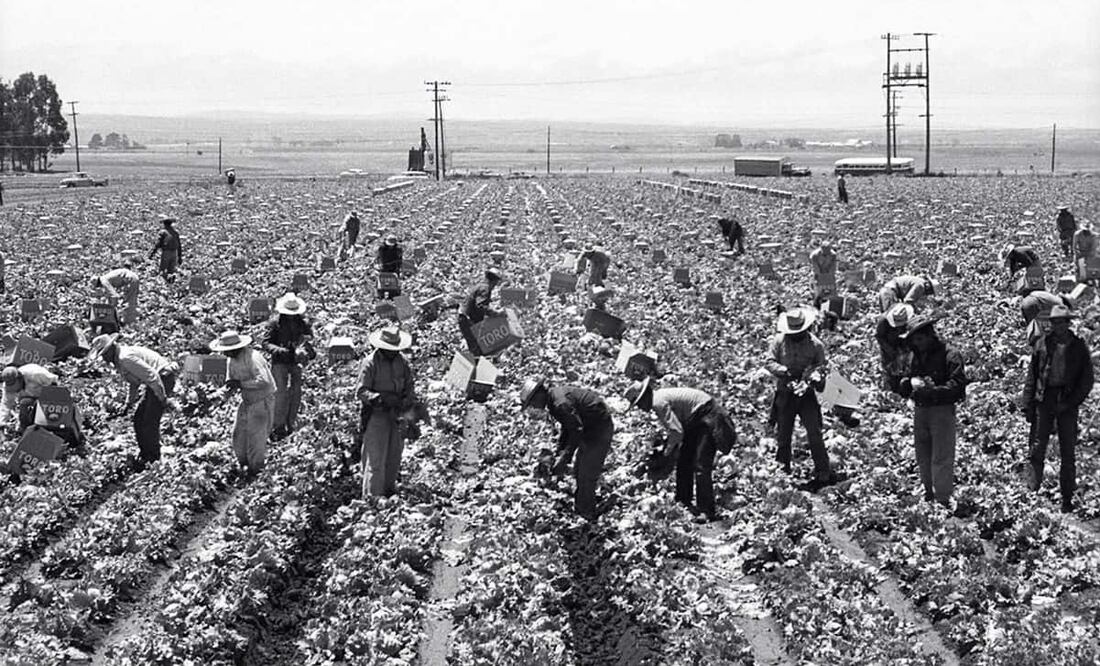 Trabajadores mexicanos en cultivos estadounidenses, años 50. La Operación Espaldas Mojadas inició en junio de 1954, primero en Arizona y California, luego en otras áreas sureñas. Foto: Leonard Nadel/National Museum of American History/ESPECIAL