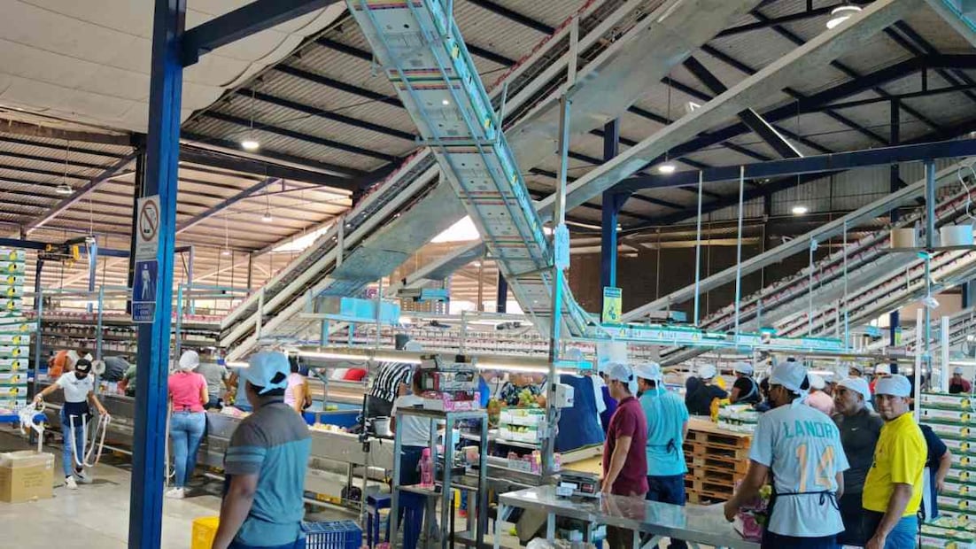 Alertan por uso de plaguicida tóxico en huertas de mango en Oaxaca. Fotos: Especiales.