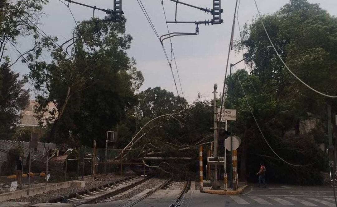 Ráfagas de viento derribaron un árbol de 15 metros sobre la vía del tren ligero. Foto: especial