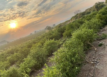 Cártel de Los Viagras cumple amenaza a productor en Michoacán; destruye huerta de limón